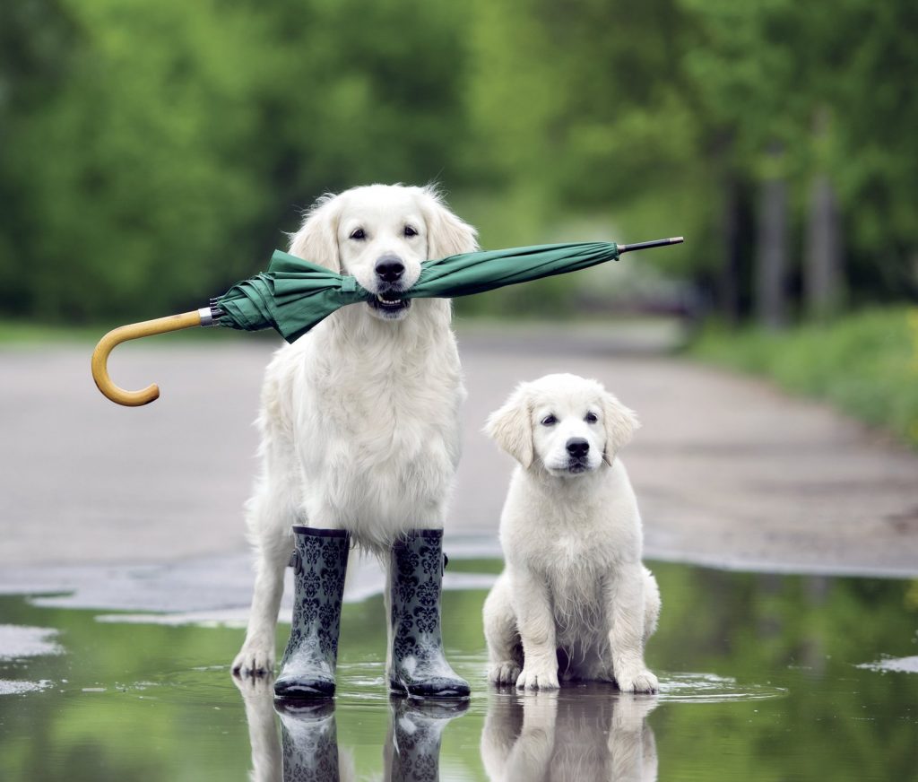 Brrrrr… Che freddo cane! I consigli per proteggere cane e gatto dal freddo