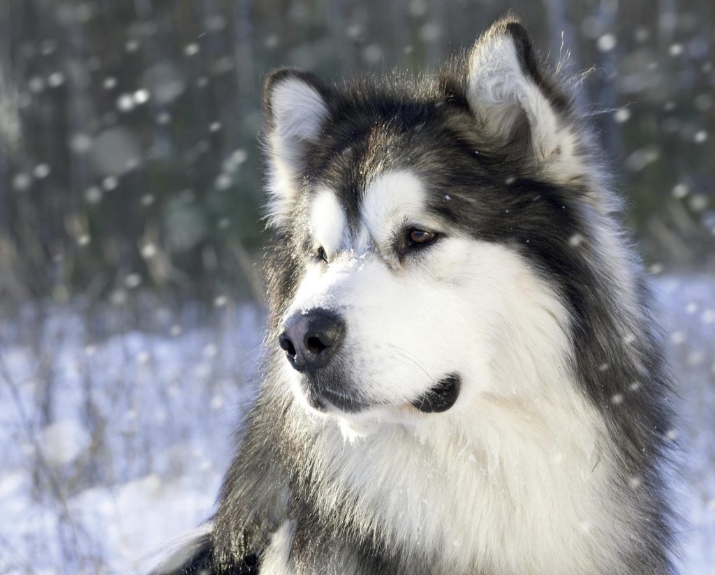 Brrrrr… Che freddo cane! I consigli per proteggere cane e gatto dal freddo