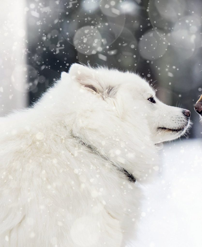 Brrrrr… Che freddo cane! I consigli per proteggere cane e gatto dal freddo