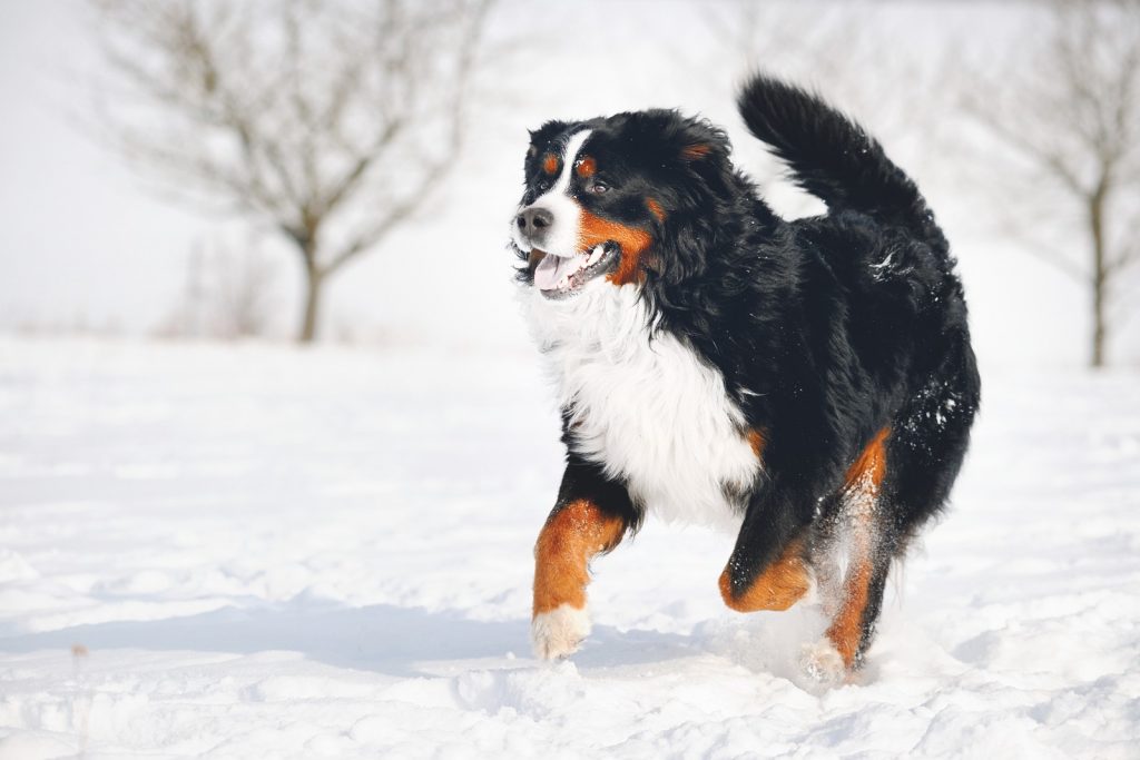 Il Bernese, dolcissimo bovaro svizzero