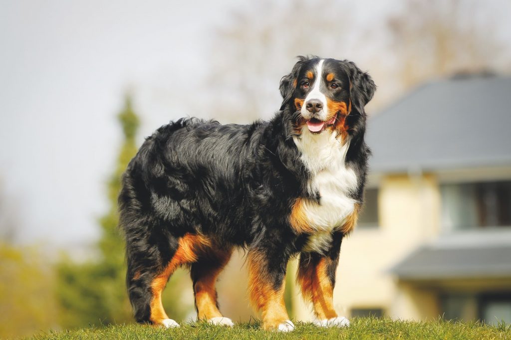 Il Bernese, dolcissimo bovaro svizzero