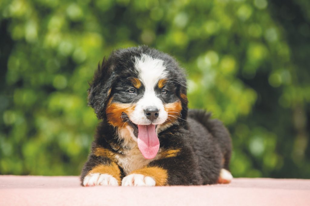 Il Bernese, dolcissimo bovaro svizzero