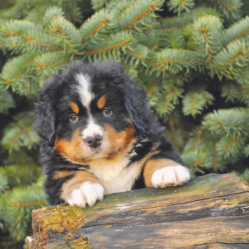 Il Bernese, dolcissimo bovaro svizzero