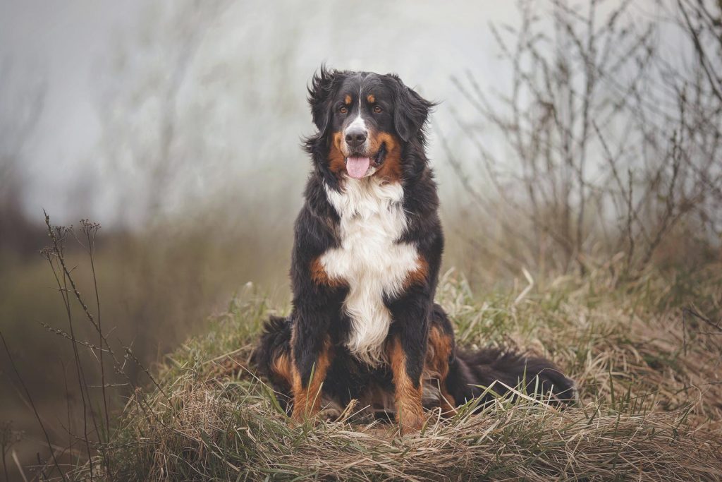 Il Bernese, dolcissimo bovaro svizzero