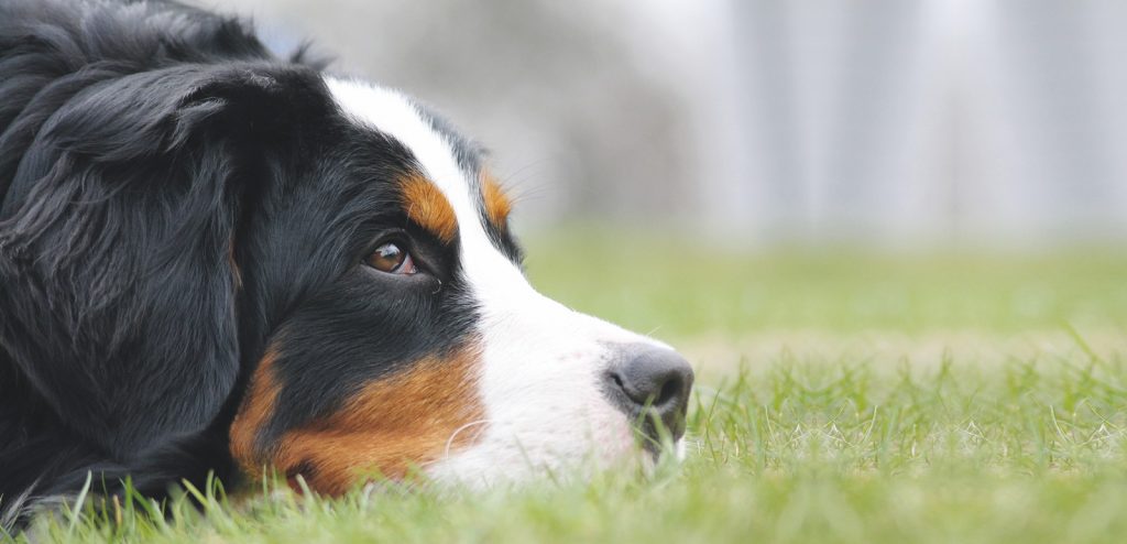 Il Bernese, dolcissimo bovaro svizzero