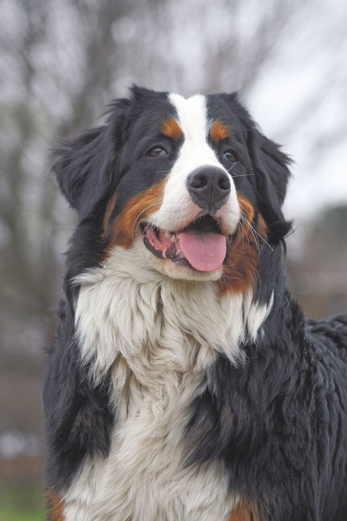 Il Bernese, dolcissimo bovaro svizzero