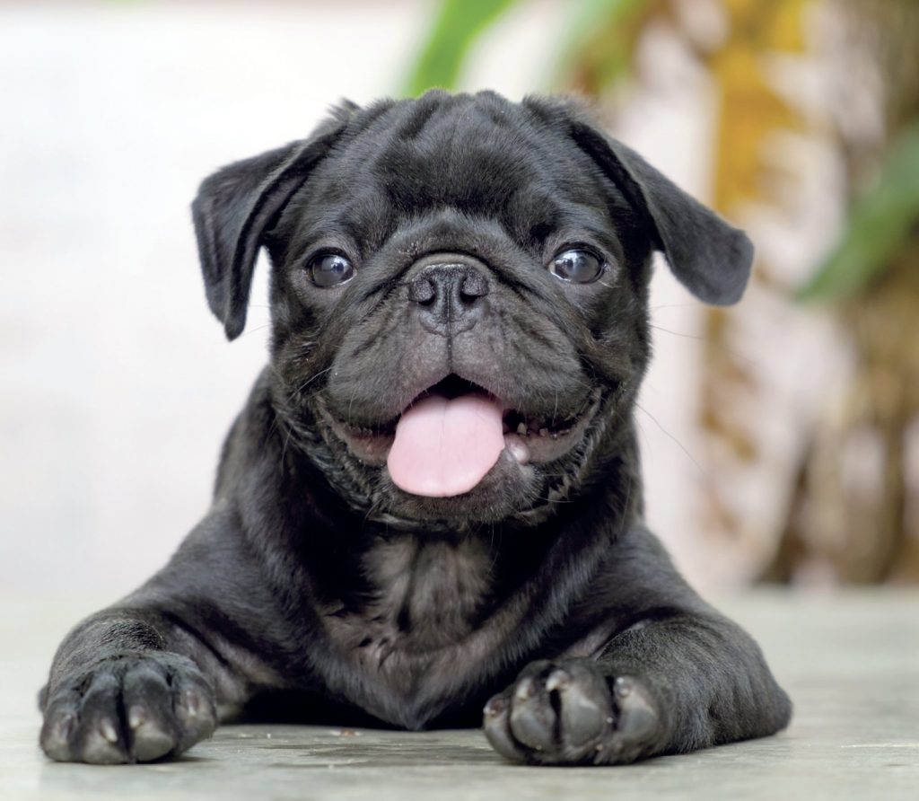 Carlino, cane mignon dalla Cina con amore