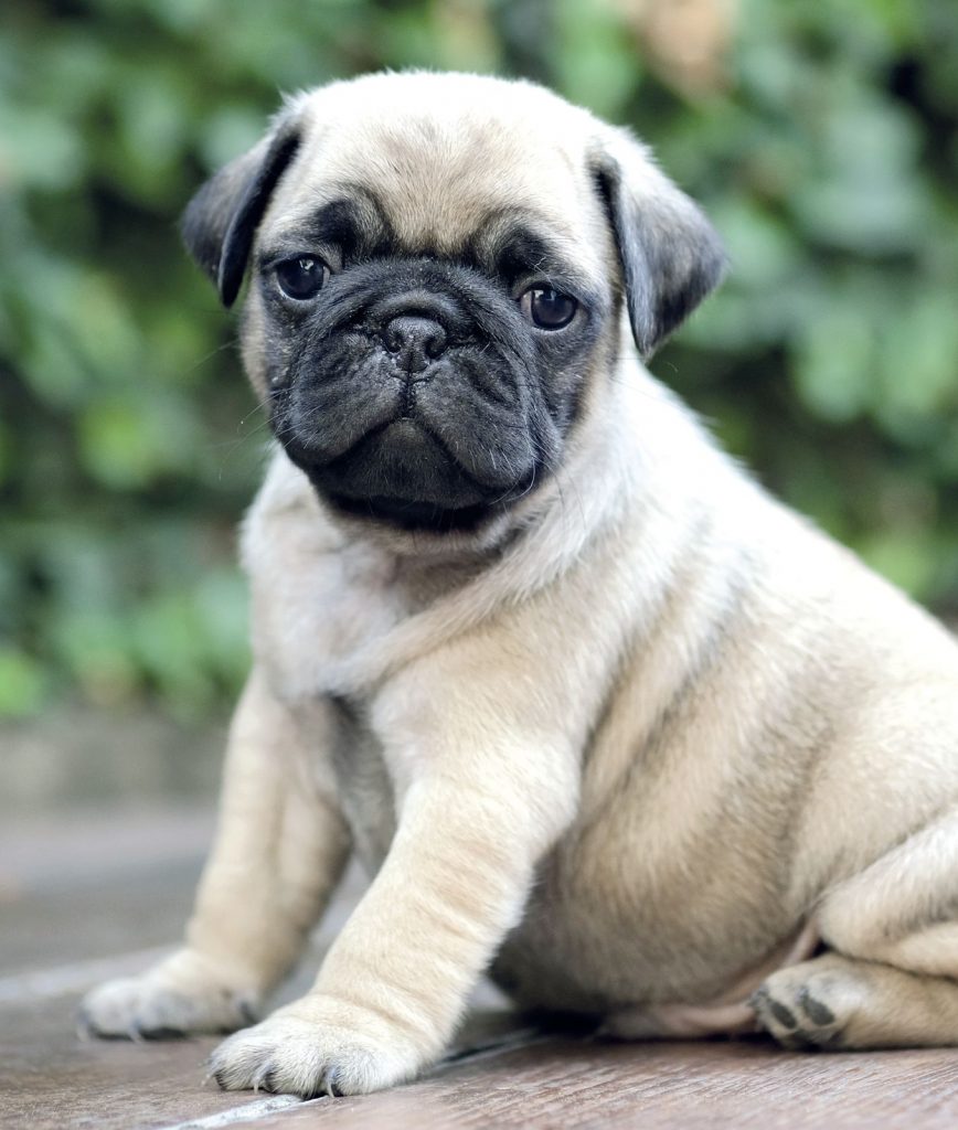 Carlino, cane mignon dalla Cina con amore