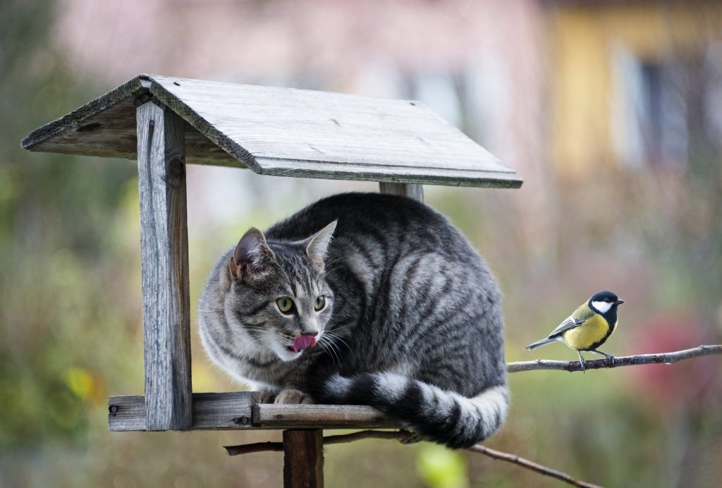 Omaui, il villaggio neozelandese che vuole vietare i gatti