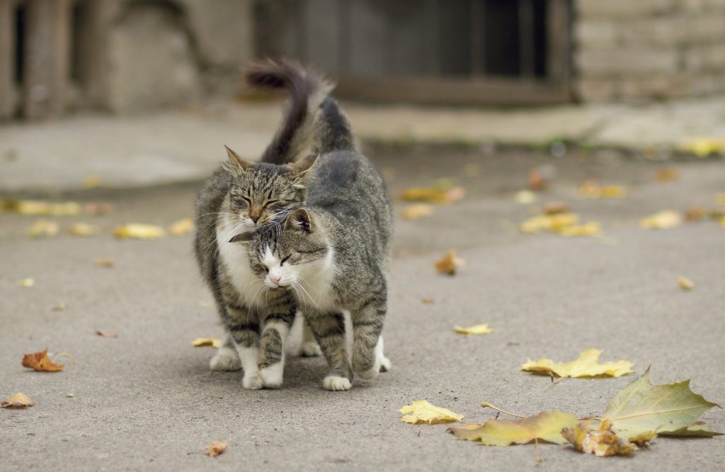 Hai un gatto chiacchierone? Come decifrare i miagolii del gatto