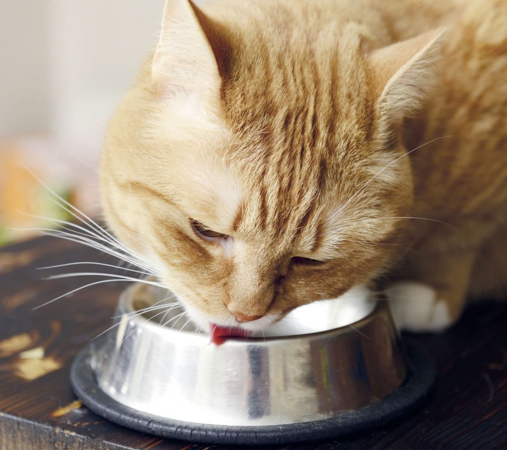 Gatto schizzinoso. Cosa fare quando il gatto non vuole più il suo cibo