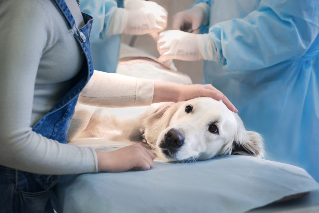Cure veterinarie gratis se il padrone è indigente o adotta il pet