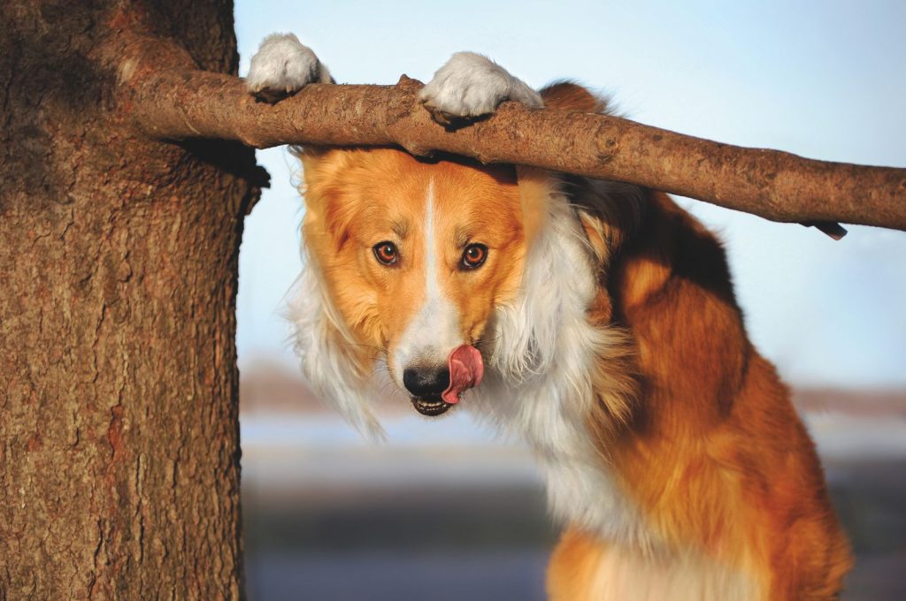 Cane adolescente: cosa succede quando il cane diventa un teenager