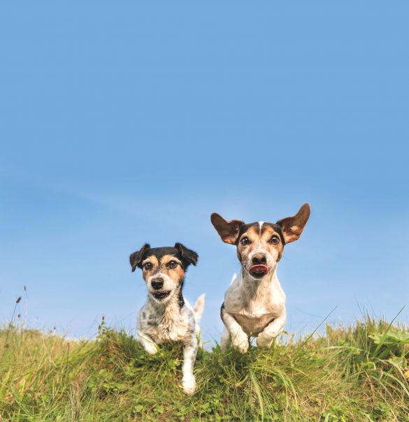 Cane adolescente cosa succede quando il cane diventa un teenager