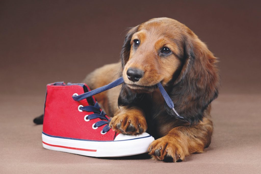 Cane adolescente: cosa succede quando il cane diventa un teenager