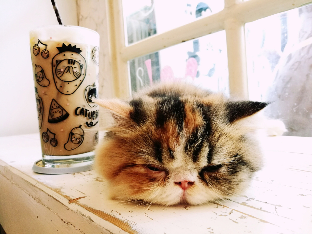 Vicenza, un Neko Cat Cafè nella città dei “magnagatti”