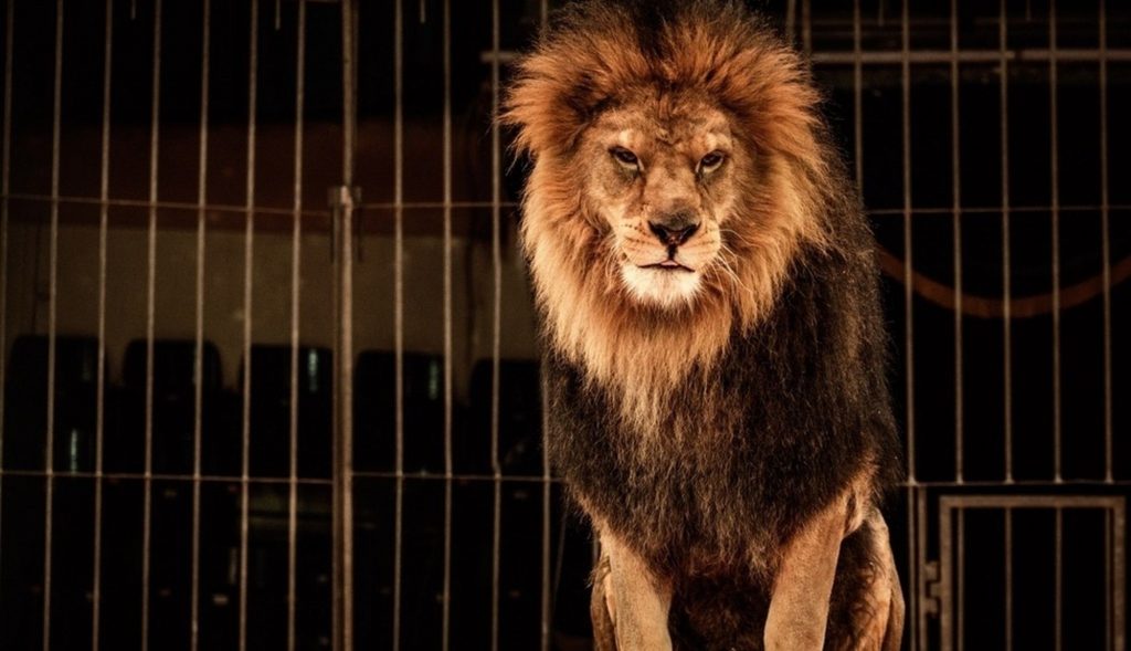Stop al circo con gli animali, il governo scende in campo
