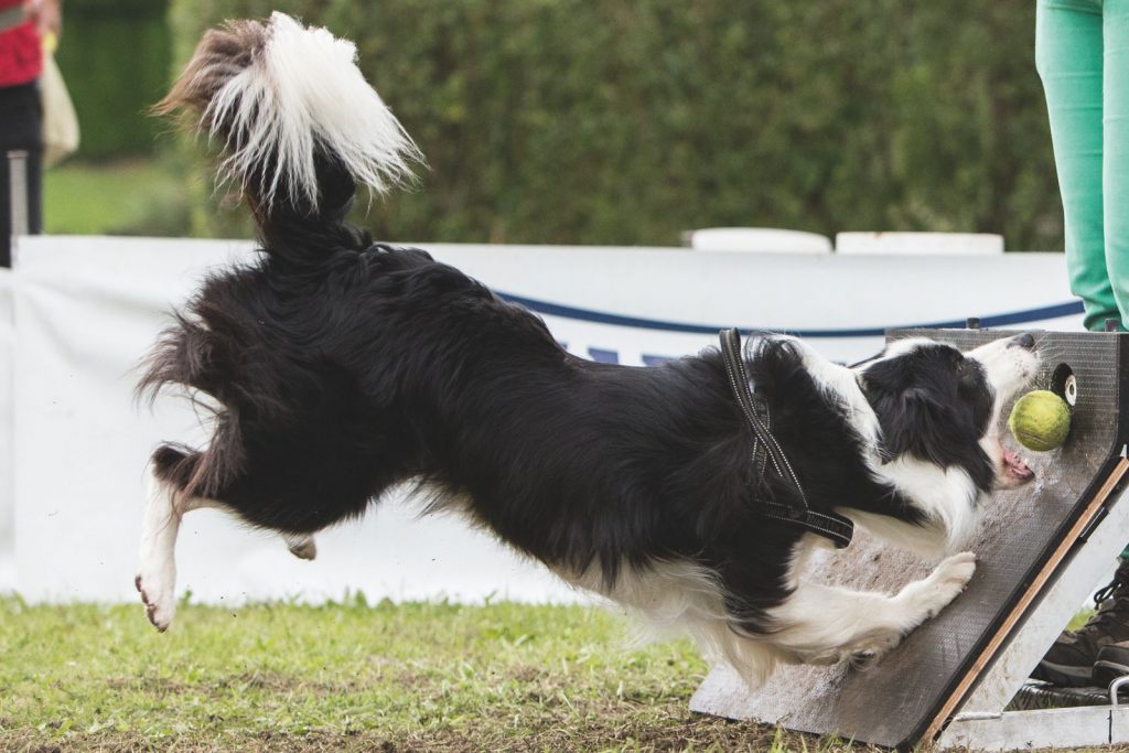 Flyball, lo sport per cani che arriva dalla California
