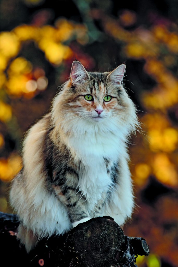 Il Norvegese, gatto delle foreste che ama la vita domestica