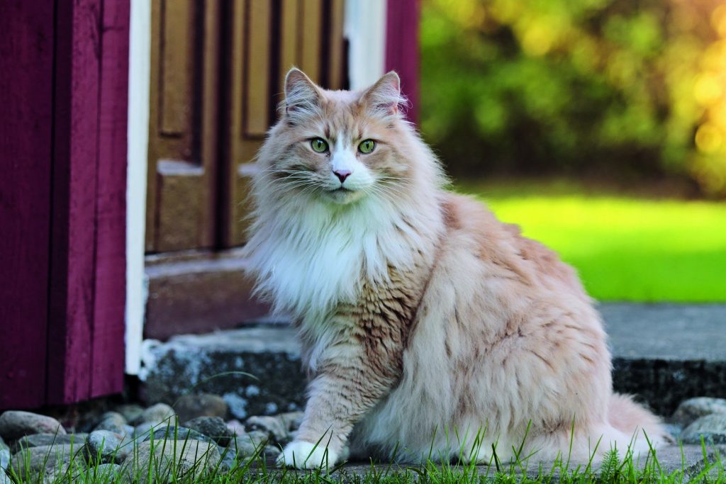 Il Norvegese, gatto delle foreste che ama la vita domestica