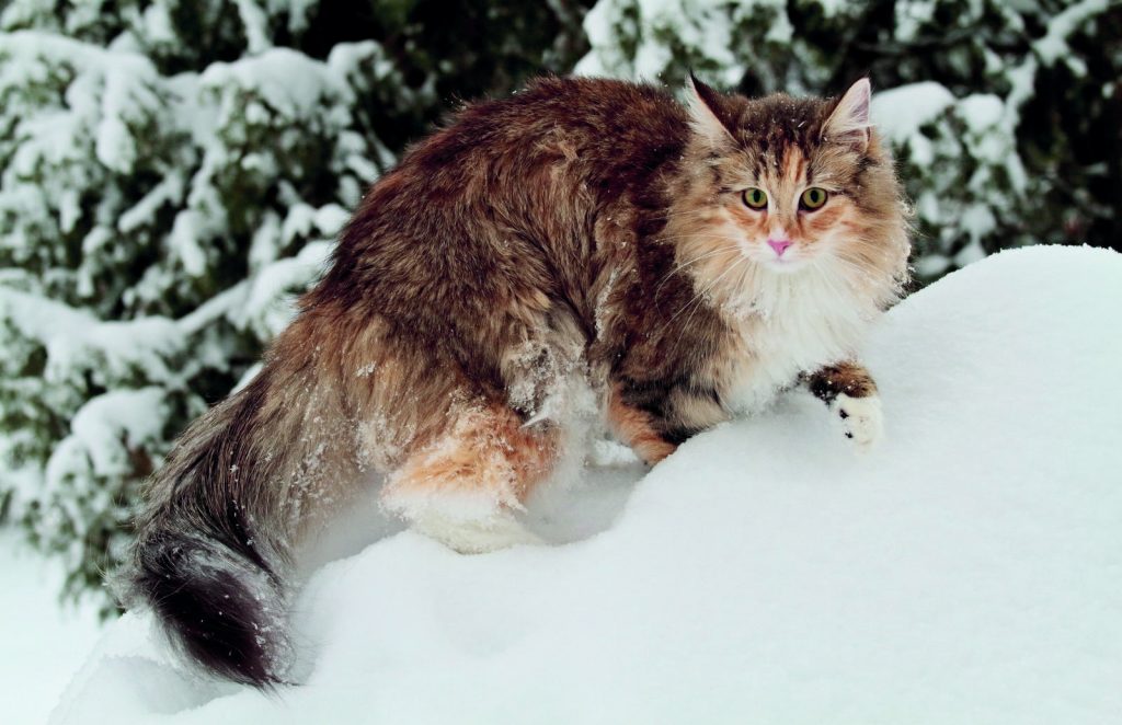 Il Norvegese, gatto delle foreste che ama la vita domestica