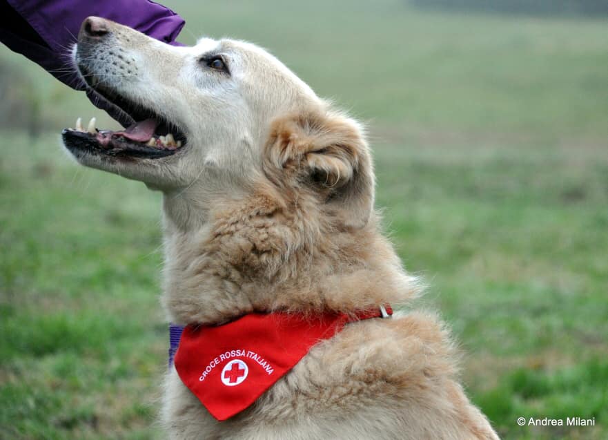 Pedro, il cane abbandonato due volte e adottato dalla Croce Rossa