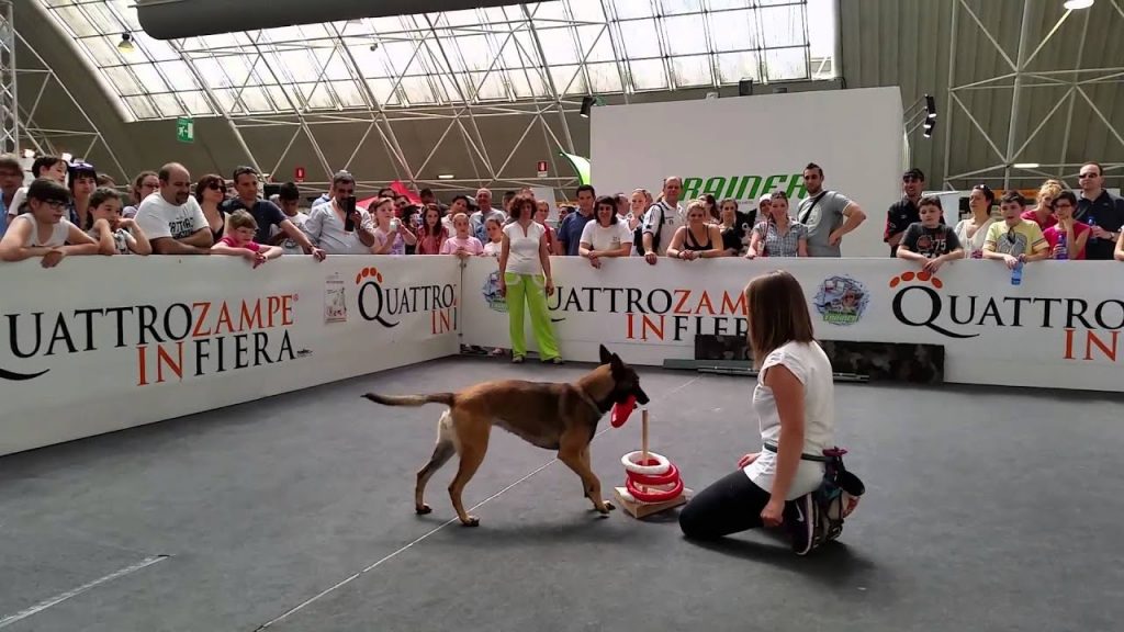 Lo desidera e lo sceglie: è la donna la vera pet lover