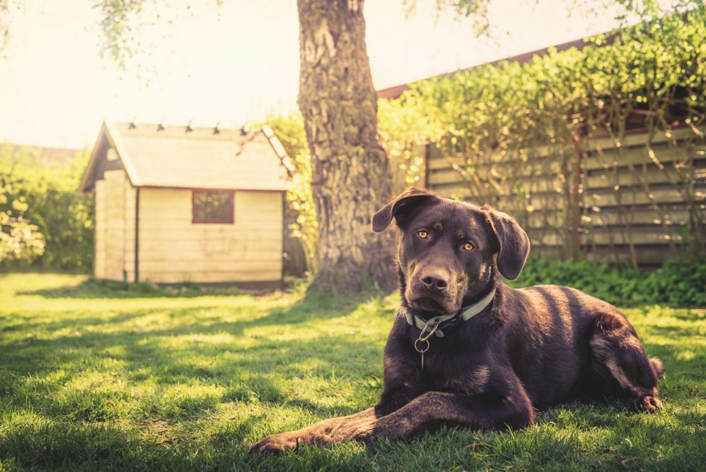 Cane sempre in giardino? È un reato