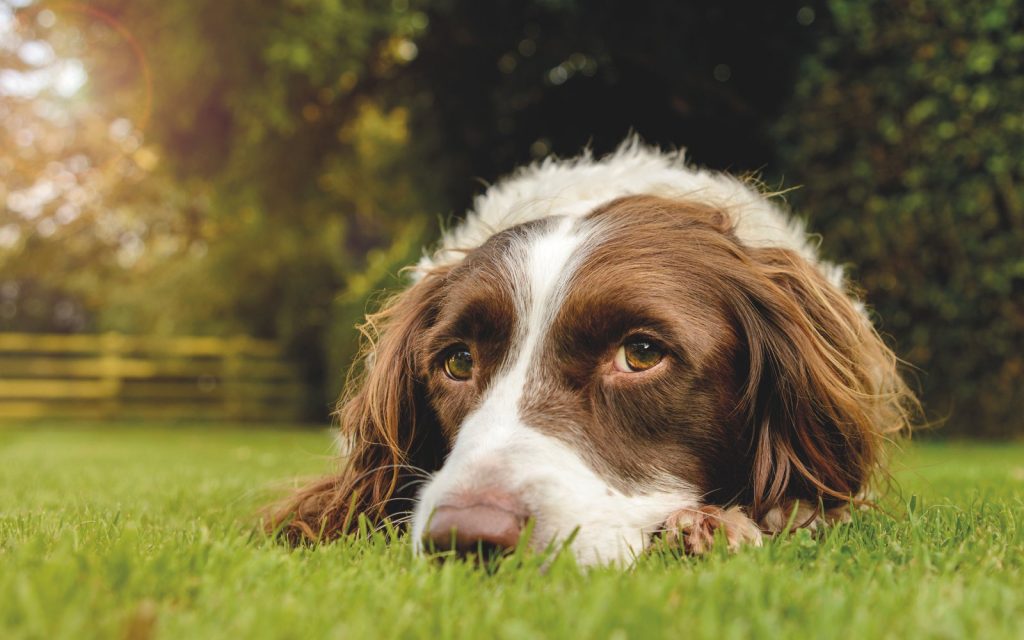 Cane sempre in giardino? È un reato