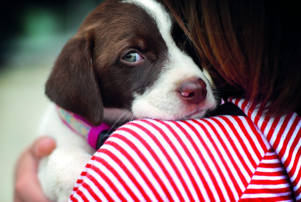 Cosa fare se il cane ha paura