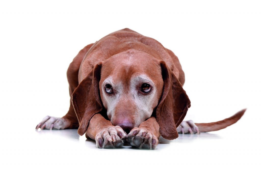 Cosa fare se il cane ha paura