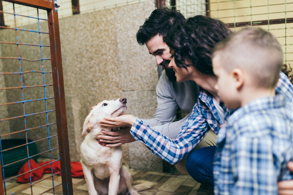 Lo desidera e lo sceglie: è la donna la vera pet lover