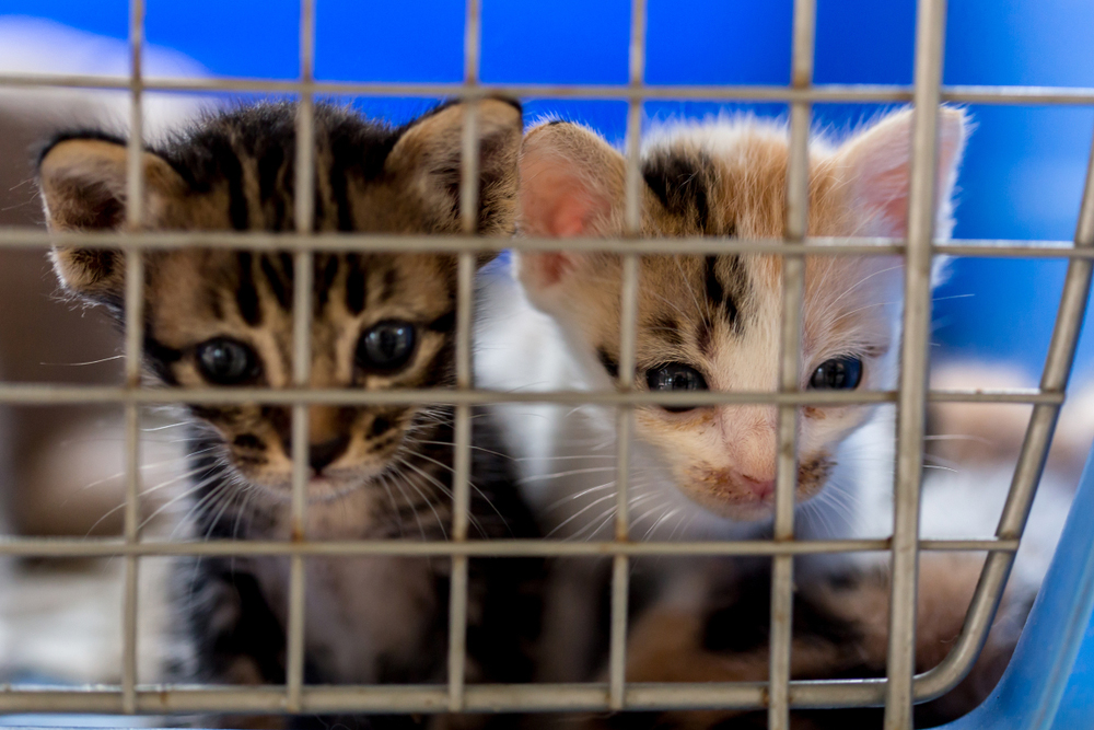 Gran Bretagna, stop alla vendita di cuccioli di cane e gatto nei negozi di animali