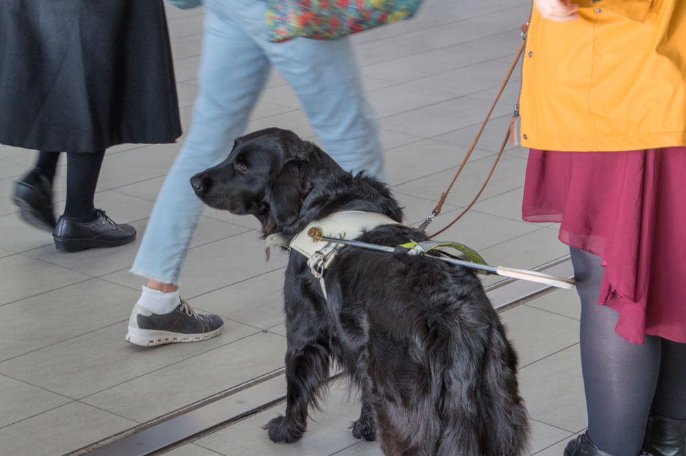 Cani guida per non vedenti, la detrazione sale a mille euro