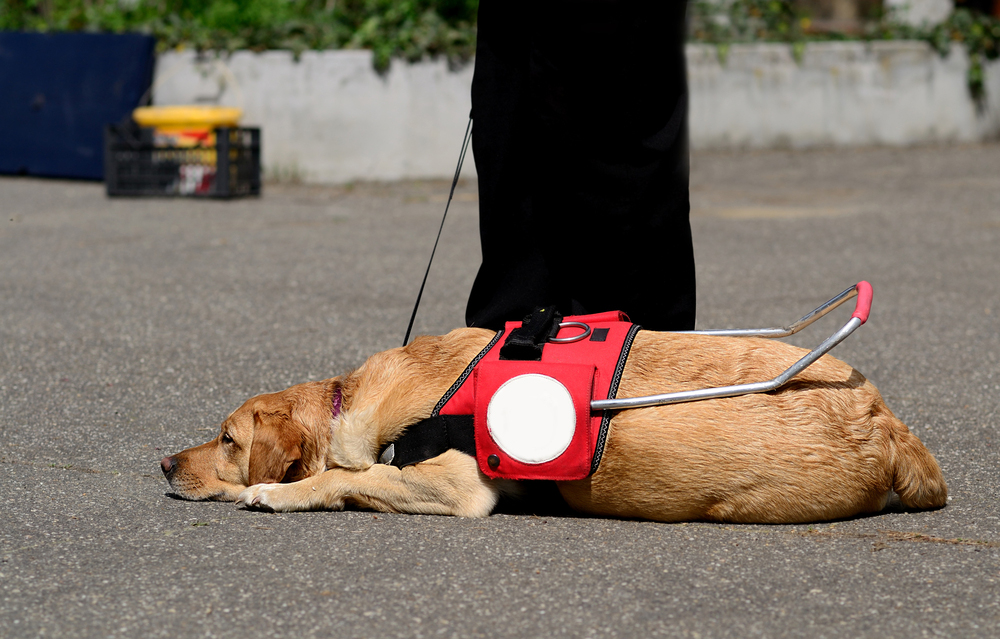 Cane guida allontanato dalla chiesa: "Disturba la funzione"