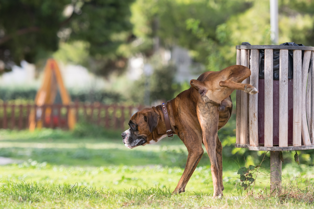 Asti, multa per chi non lava la pipì del cane