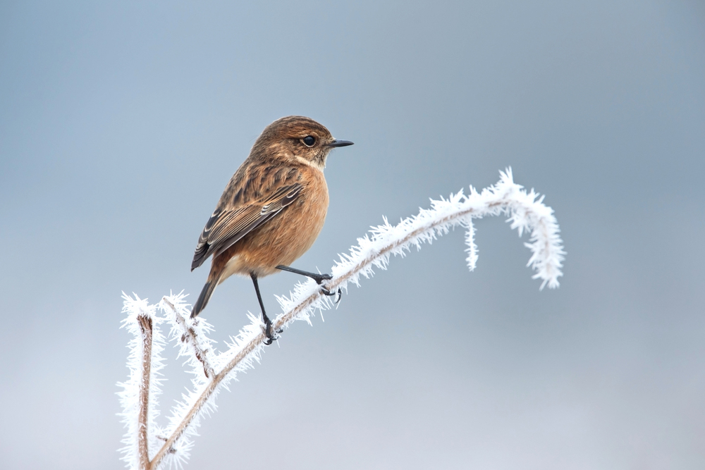 I consigli del WWF per aiutare gli uccelli a ripararsi dal freddo