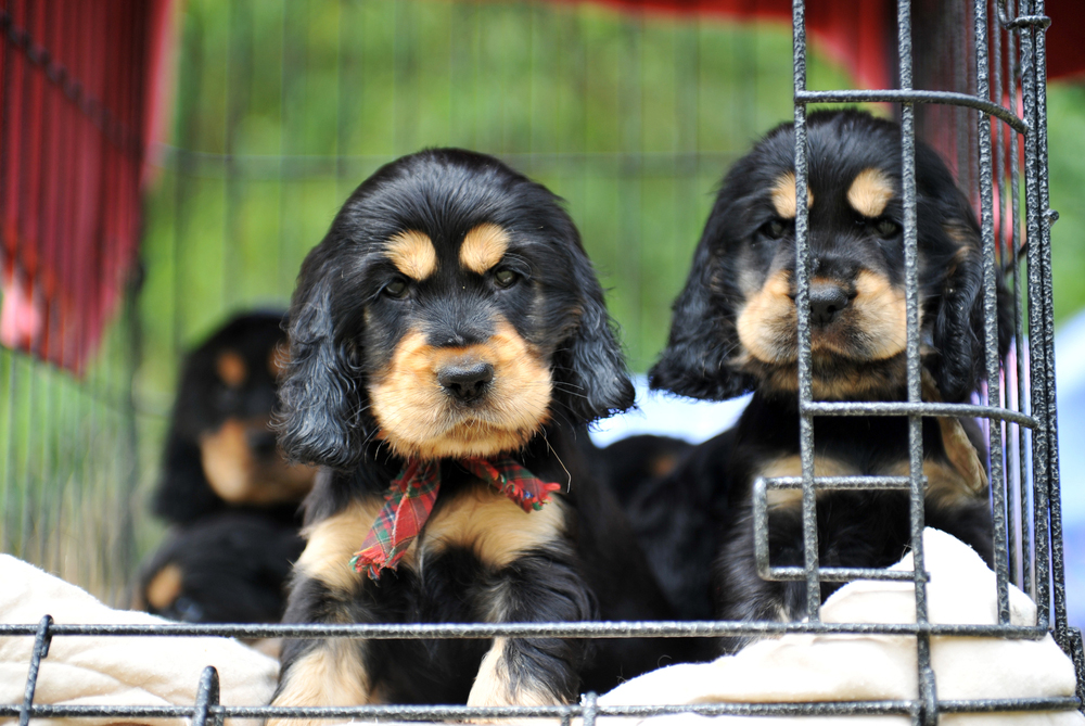 Gran Bretagna, stop alla vendita di cuccioli di cane e gatto nei negozi di animali