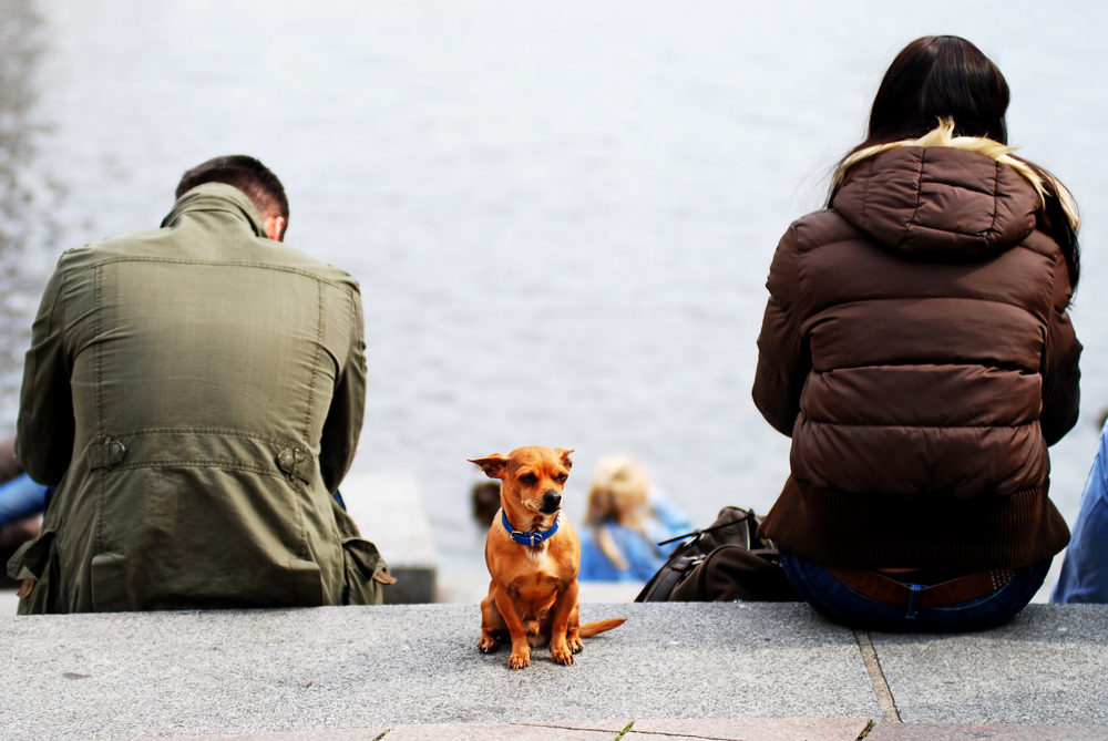 Coppie separate? In California gli animali sono come i figli