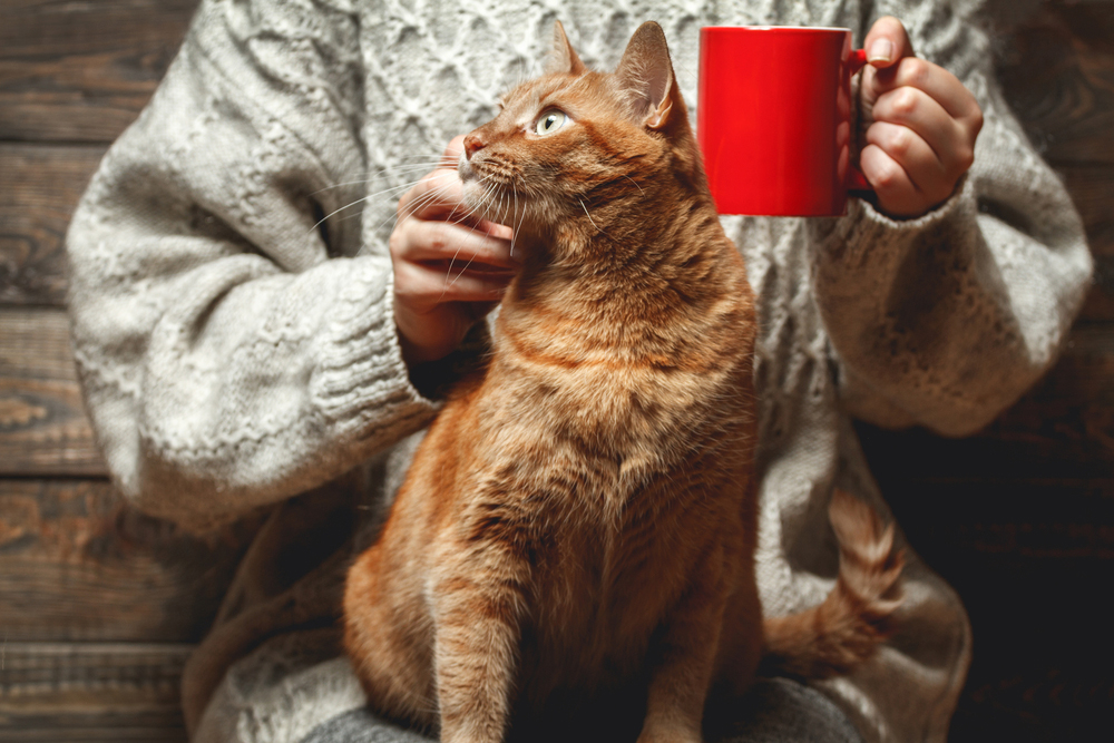 Vicenza, un Neko Cat Cafè nella città dei “magnagatti”