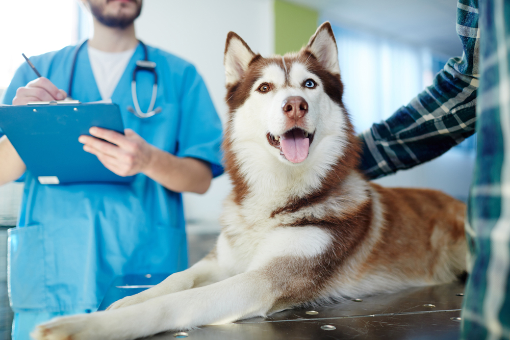 Veterinario gratis, in Umbria è polemica: "Le emergenze sono altre"