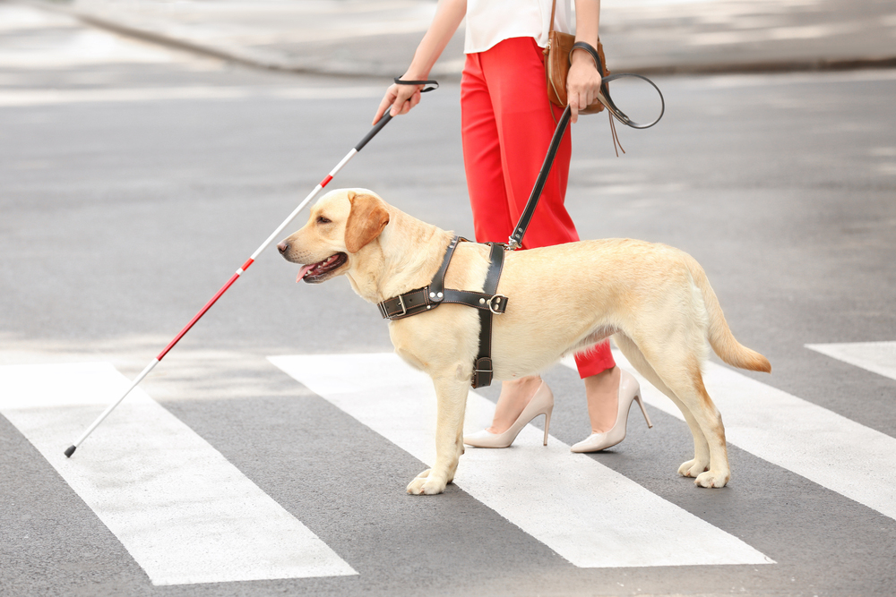 Cani guida per non vedenti, la detrazione sale a mille euro