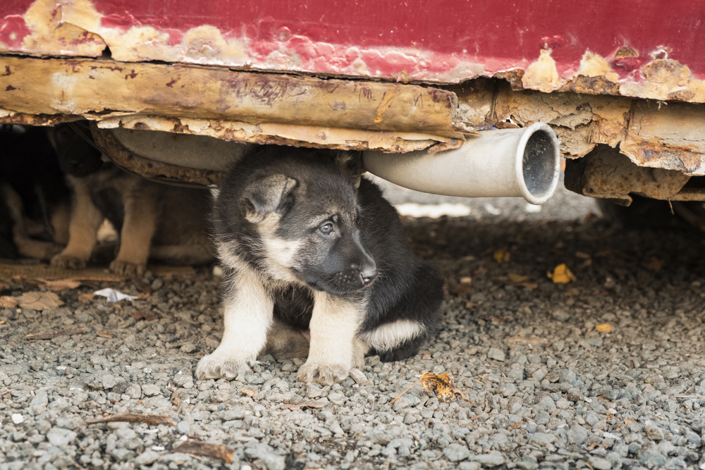 Il poliziotto che ha adottato due cagnolini abbandonati