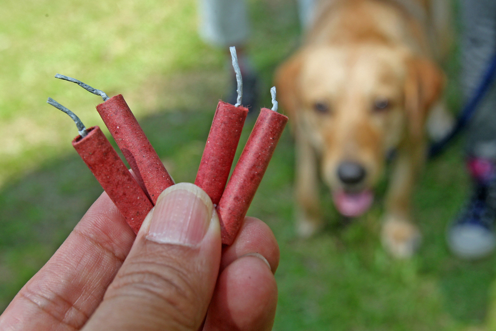 La storia di Peppe, il cane ferito da un petardo nel naso