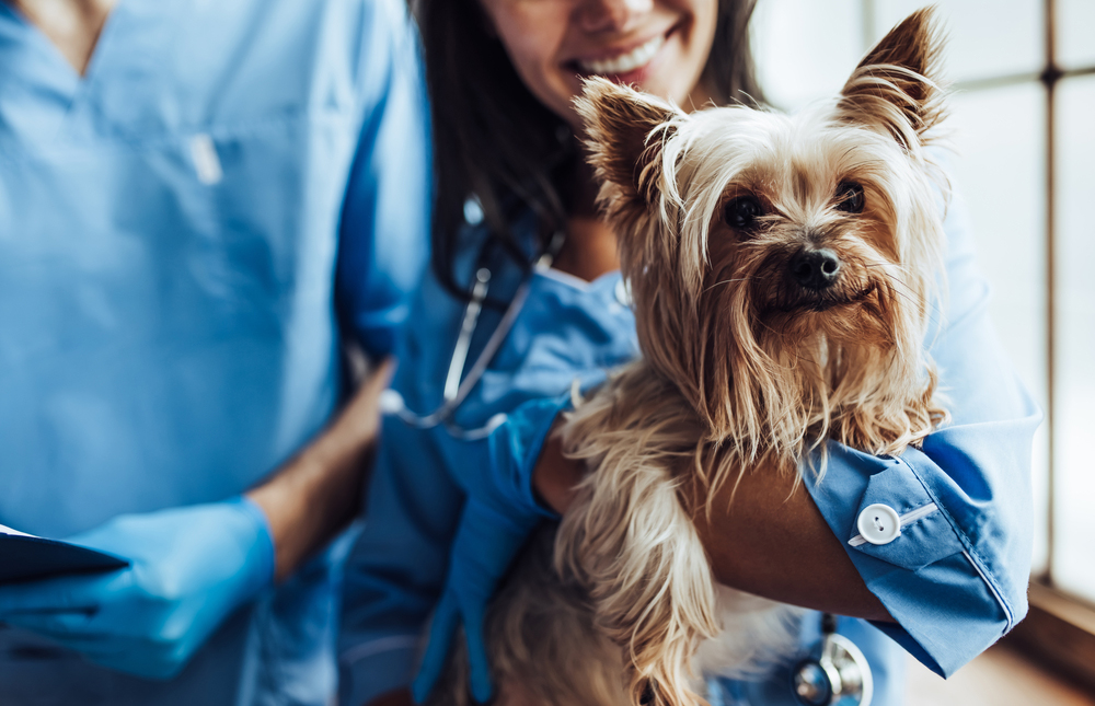 Veterinario gratis, in Umbria è polemica: "Le emergenze sono altre"