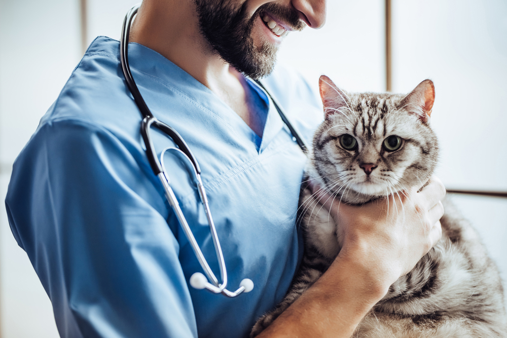 Veterinario gratis, in Umbria è polemica: "Le emergenze sono altre"