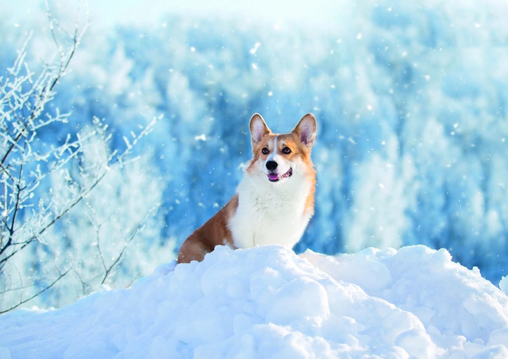 Welsh Corgi Pembroke, il cane della Regina