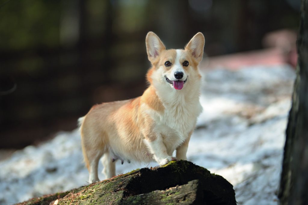 Welsh Corgi Pembroke, il cane della Regina