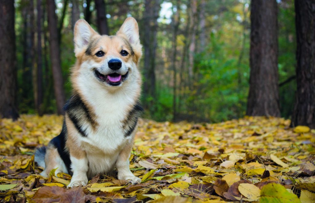 Welsh Corgi Pembroke, il cane della Regina