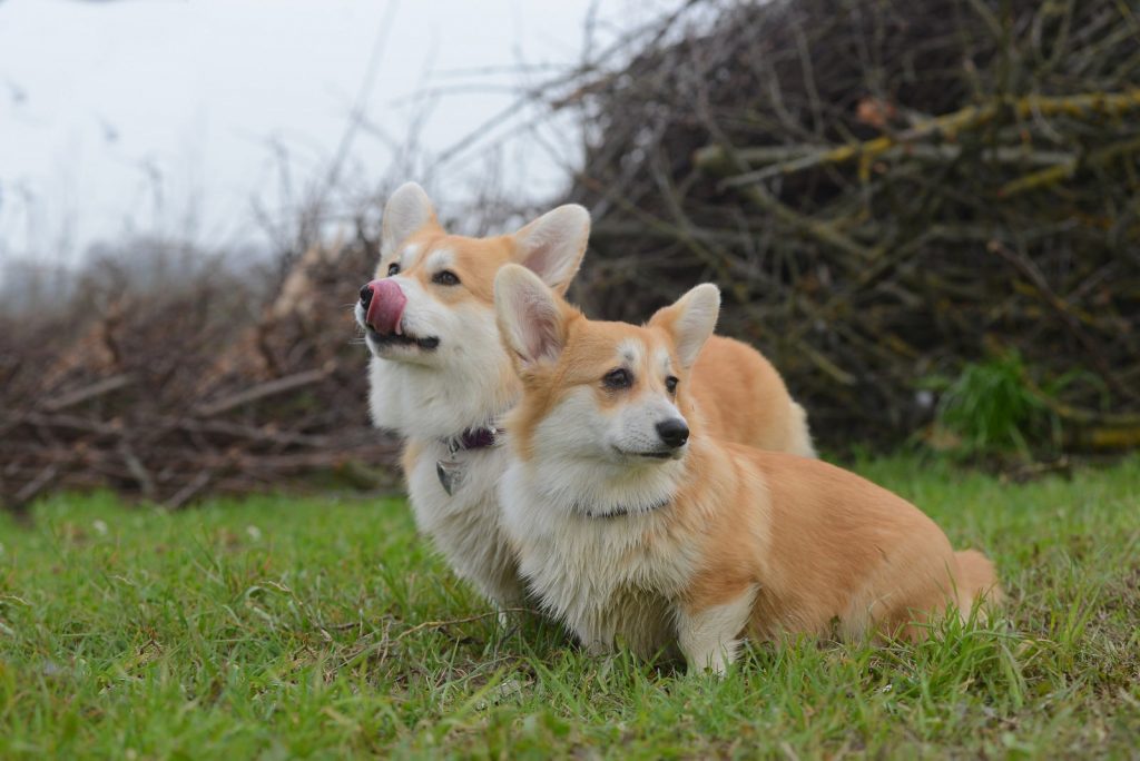 Welsh Corgi Pembroke, il cane della Regina